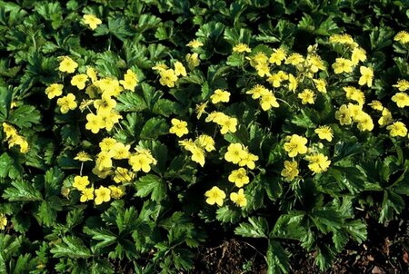 Waldsteinia ternata P9 - afbeelding 7