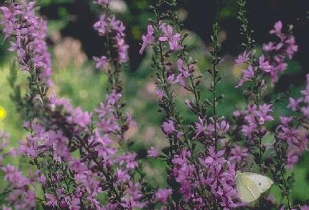 Lythrum virgatum 'Rose Queen' P9 - afbeelding 1