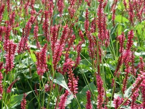 Persicaria amplexicaulis 'Speciosa' P9 - afbeelding 3