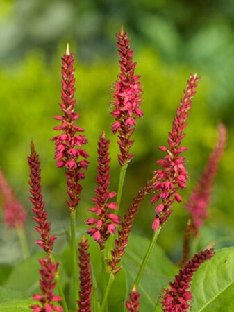 Persicaria amplexicaulis 'Speciosa' P9 - afbeelding 6