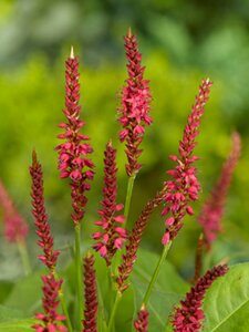 Persicaria amplexicaulis 'Speciosa' P9 - afbeelding 6