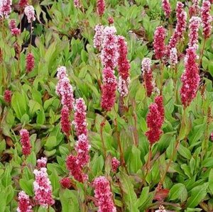 Persicaria affinis 'Kabouter' P9 - afbeelding 2