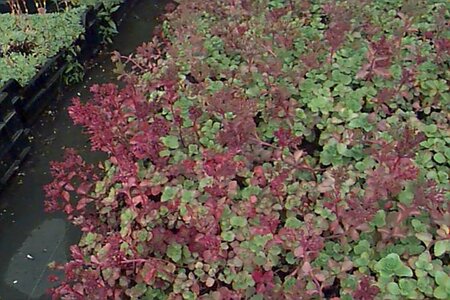 Sedum spurium 'Coccineum' P9 - afbeelding 1