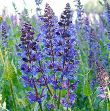 Salvia nemorosa 'Blauhügel' P9 - afbeelding 5