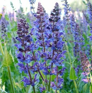 Salvia nemorosa 'Blauhügel' P9 - afbeelding 5