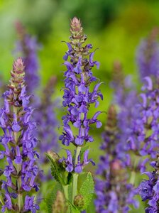 Salvia nemorosa 'Blauhügel' P9 - afbeelding 7