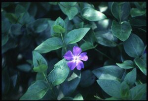 Vinca major P9