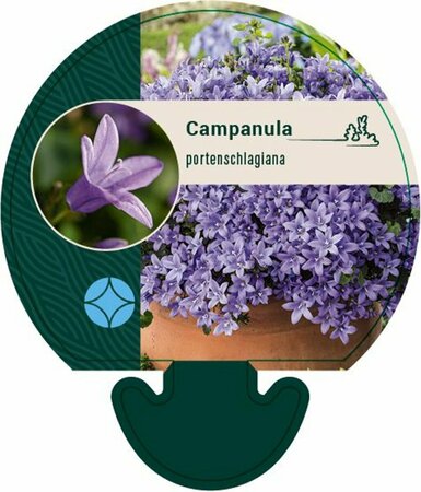 Campanula portenschlagiana P9 - afbeelding 6