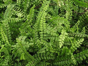 Asplenium trichomanes P9 - afbeelding 5