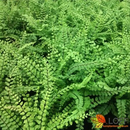 Asplenium trichomanes P9 - afbeelding 1