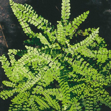 Asplenium trichomanes P9 - afbeelding 6