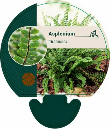 Asplenium trichomanes P9 - afbeelding 3