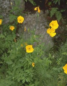 Meconopsis cambrica P9