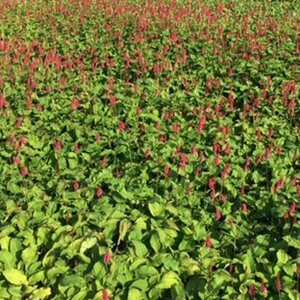 Persicaria amplexicaulis 'Lisan' P9 - afbeelding 2