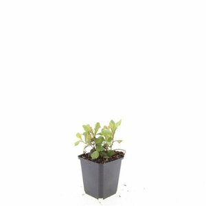 Ceratostigma plumbaginoides P9 - afbeelding 1