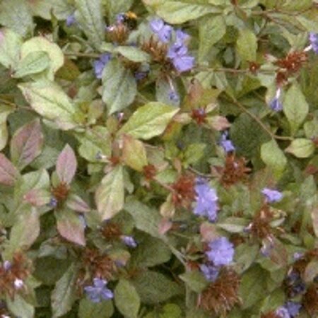 Ceratostigma plumbaginoides P9 - afbeelding 2