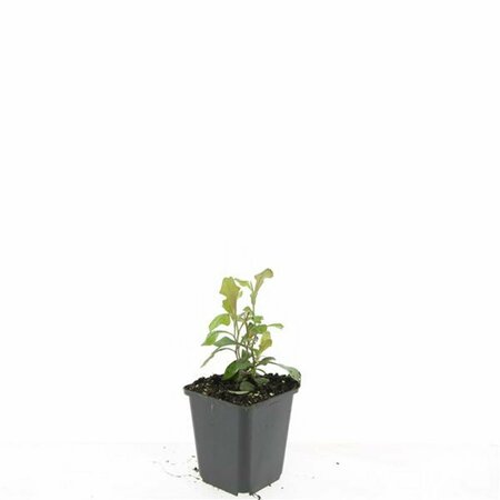 Ceratostigma plumbaginoides P9 - afbeelding 2