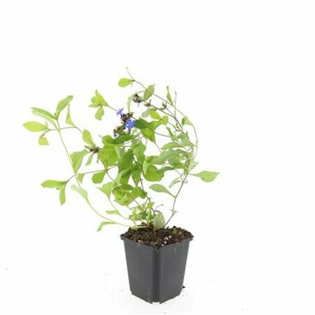 Ceratostigma plumbaginoides P9 - afbeelding 3