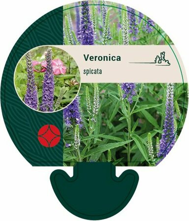 Veronica spicata P9 - afbeelding 3