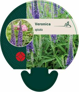 Veronica spicata P9