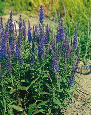 Veronica spicata P9 - afbeelding 2