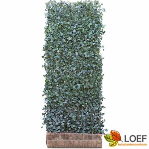 Hedera helix 'Woerner' Haagelement 120x200 - afbeelding 8