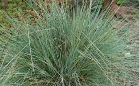 Helictotrichon sempervirens P9 - afbeelding 6