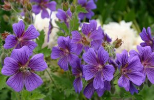 Geranium magnificum P9 - afbeelding 2