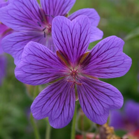 Geranium magnificum P9 - afbeelding 3