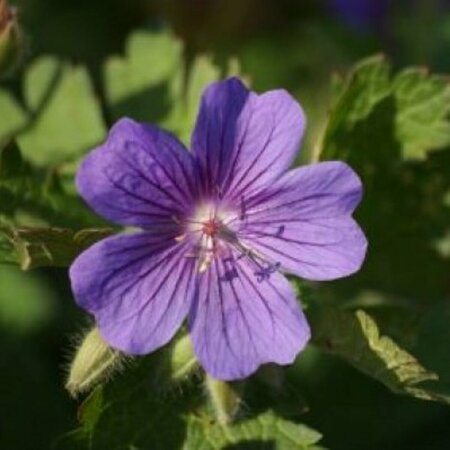 Geranium magnificum P9 - afbeelding 5