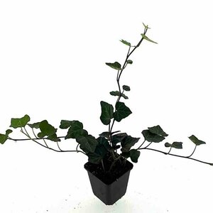 Hedera hibernica P9 - afbeelding 13