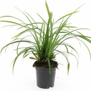 Carex morrowii 'Irish Green' C2 - afbeelding 2