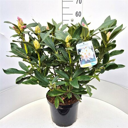 Rhododendron 'Cunningham's White' 60/80 KL. - afbeelding 5