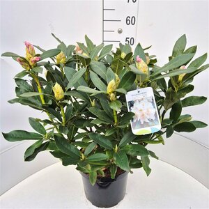 Rhododendron 'Cunningham's White' 60/80 KL. - afbeelding 6