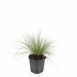 Festuca glauca 'Elijah Blue' C2 - afbeelding 8