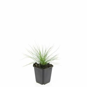 Festuca glauca 'Elijah Blue' C2 - afbeelding 7