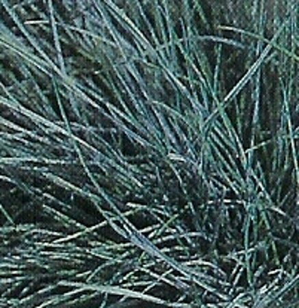Festuca glauca 'Elijah Blue' C2 - afbeelding 13