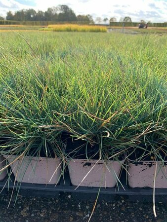 Festuca glauca 'Elijah Blue' C2 - afbeelding 5