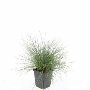 Festuca glauca 'Elijah Blue' C2 - afbeelding 10