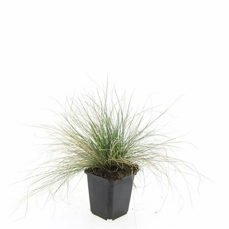 Festuca glauca 'Elijah Blue' C2 - afbeelding 9