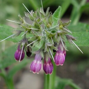 Symphytum officinale P9