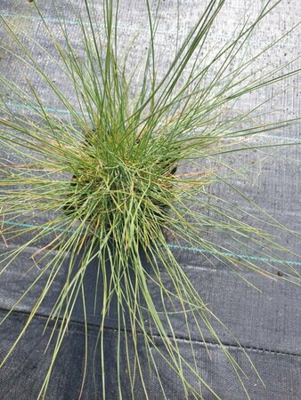 Festuca glauca P9 - afbeelding 4