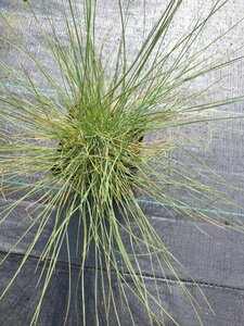 Festuca glauca P9 - afbeelding 4