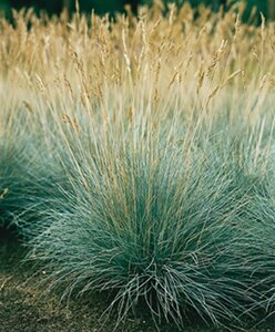 Festuca glauca P9