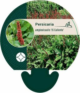 Persicaria amplexicaulis 'JS Caliente' P9