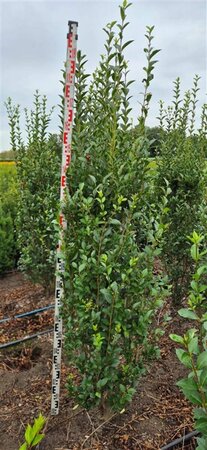 Ligustrum ovalifolium 100/125 W. - afbeelding 13
