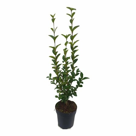 Ligustrum ovalifolium 100/125 W. - afbeelding 12