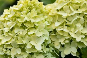 Hydrangea paniculata 'Limelight' C2
