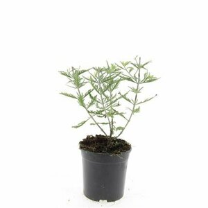 Perovskia 'Blue Spire' C2 - afbeelding 5