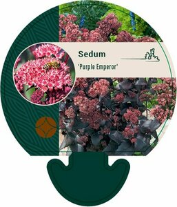 Sedum 'Purple Emperor' P9 - afbeelding 3
